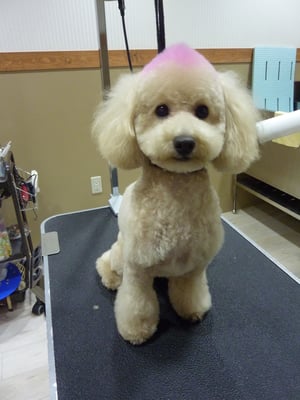 風太ちゃん❤今日は足元をポンポンにしてみました☆