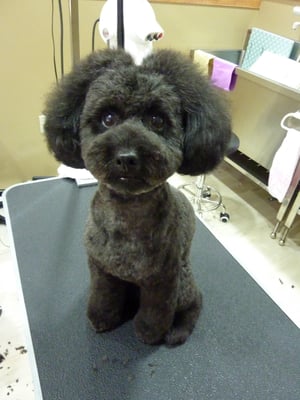 ミントちゃん❤鹿肉のおやつおいしかった？