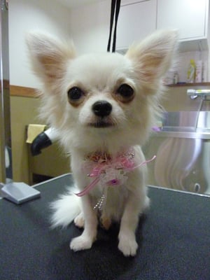 ミルミルちゃん❤どりすちゃんとご来店☆ちっちゃーい❤