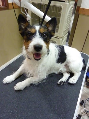 ジャックちゃん❤今日もプルってます！笑