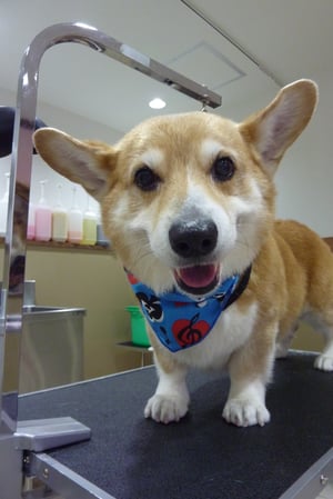 マッシュちゃん❤