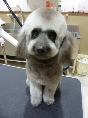 福ちゃん❤今日は少しカットを変えたけど、どうだったかな?