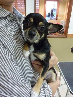 イギーちゃん❤初めてのシャンプーとっても緊張したね!よく頑張りました(*^_^*)