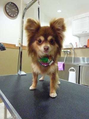 チョコちゃん❤