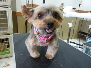 チェリーちゃん❤