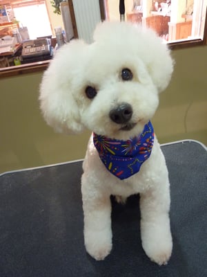 クッキーちゃん❤新しいカットに挑戦♪