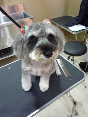 はなちゃん❤リボンがイヤだったみたいで、落ち込んじゃいました^_^;