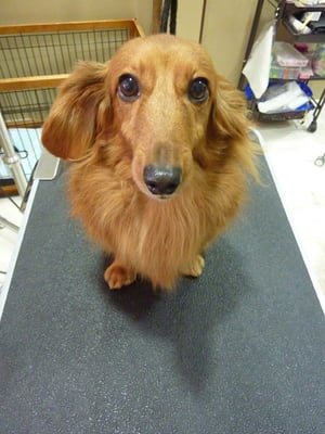 マロンちゃん❤