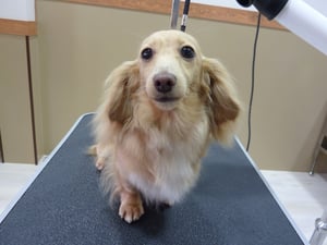 チロルちゃん❤