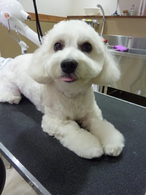 コットンビーちゃん❤