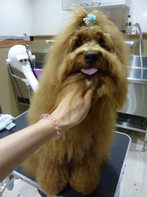 ミックちゃん❤お母さんの努力のおかげで毛玉が少なくてよかったね~(*^_^*)