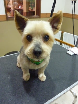 プリンちゃん❤