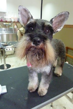 マロンちゃん❤おしとやかな女の子❤