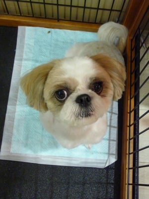 シズちゃん❤まんまるお顔がカワイイね❤