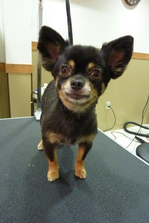 みかんちゃん❤性格も見た目もラメちゃんとそっくり♪