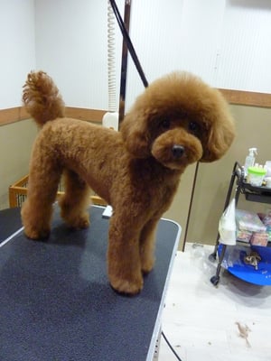 こてつちゃん♡