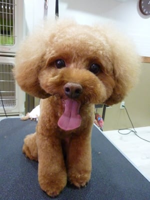 ぽんずのすけちゃん❤お口が閉まらないんんですッ笑