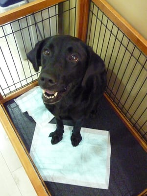 ランちゃん❤嬉しくてつい体当たりしちゃうの❤