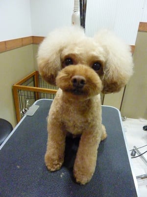 ぽんずのすけちゃん❤お口もお耳も真ん丸で♪