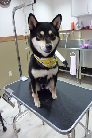 茶々丸ちゃん❤息子の影響で少しナーバスなのボク(/_;)