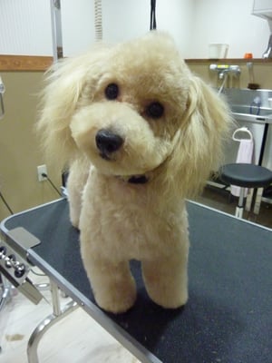 風太ちゃん❤モヒカンもう少し伸ばしていこうね~☆