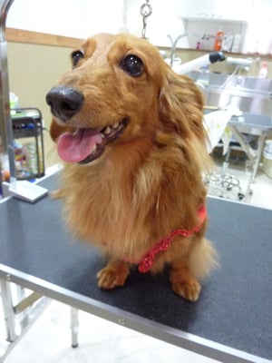 マロンちゃん❤