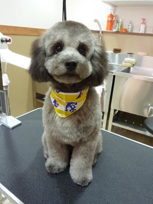 福ちゃん❤お子ちゃまなのでまだまだやんちゃ☆