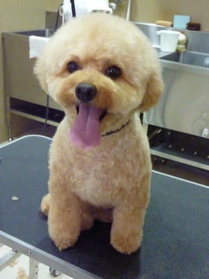 恋ちゃん❤頭がなかなか伸びないけど頑張ろう~(*^。^*;)