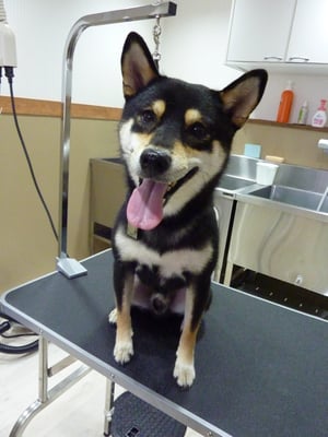 茶々丸ちゃん❤お家でちょっと落ち着いてきたかな？