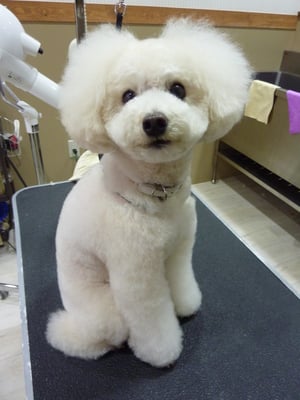 マロンちゃん❤