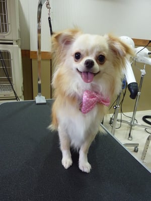 チロルちゃん❤