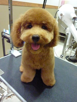 ムゥちゃん❤まだまだあどけない仔犬チャン☆