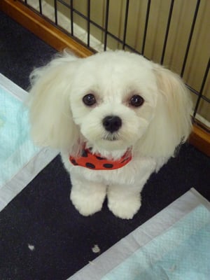 さくらちゃん❤真ん丸小顔に変身☆