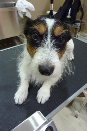 ジャックちゃん❤震っちゃうけどとーってもお利口さん❤