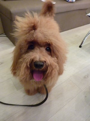 ミックちゃん❤珍しいラブラドゥードル!