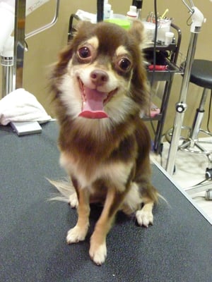 はなちゃん❤いつも元気だねー ( ˉ ꈊ ˉ)✧˖°