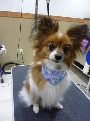 クーちゃん❤初ルシアンだったけど、トリミング頑張ってくれました～☆