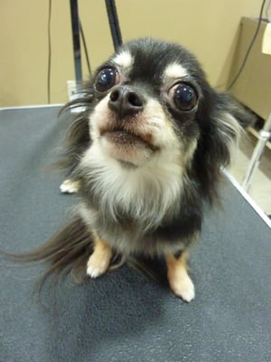 イチゴちゃん❤緊張でぷるぷる震ってました^_^;