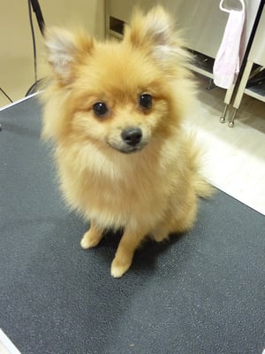 雷太ちゃん❤風太ちゃんの弟分❤まだ仔犬チャンです☆