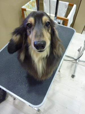 チョコちゃん❤