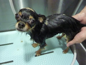 チョコちゃん泥パック中❤