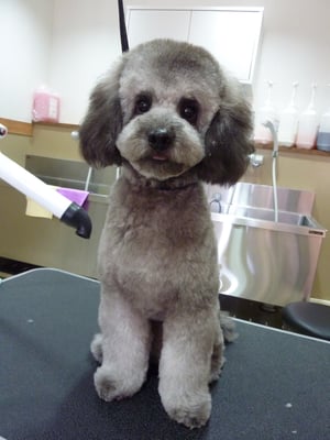 福ちゃん❤アフロを目指します!