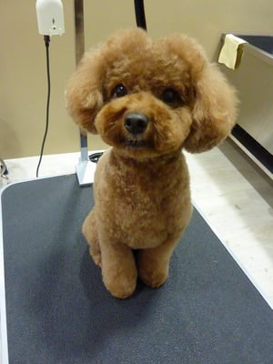 プーチンちゃん❤新しいカットに挑戦♪