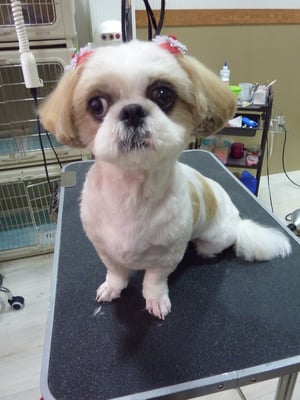 シズちゃん❤フードを変えて涙やけがなくなりました☆