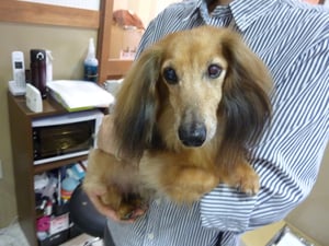 セイヤちゃん❤目が見えないのにすごくお利口さん!