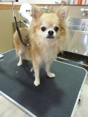 マロンちゃん❤