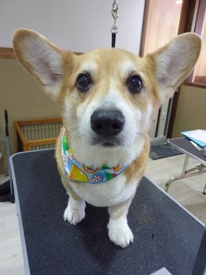 マッシュちゃん❤とってもお利口さんでした～！