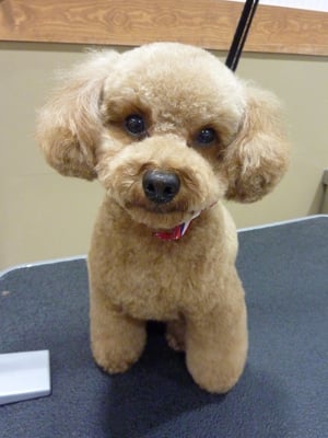 心愛ちゃん❤初ご来店ありがとうございます☆人懐こくてカワイイ❤