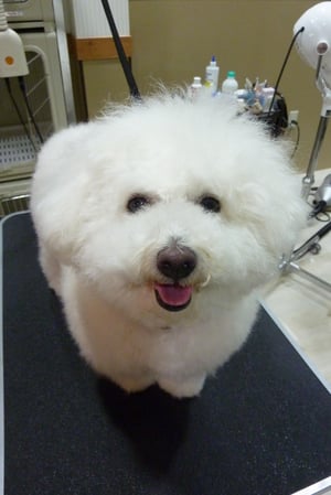 チロルちゃん❤