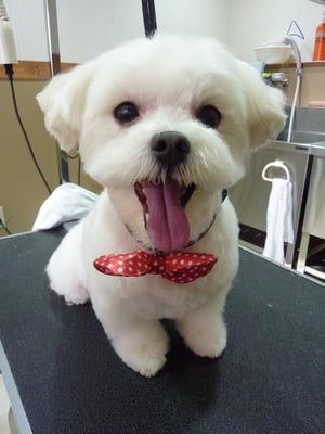 トトちゃん❤お家では強気なんだそうですが、いい子でしたよ~☆